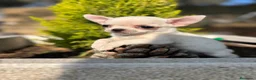 Chihuahua perros en venta: Chihuahua Toy blanco !!!!! - Anuncio 5