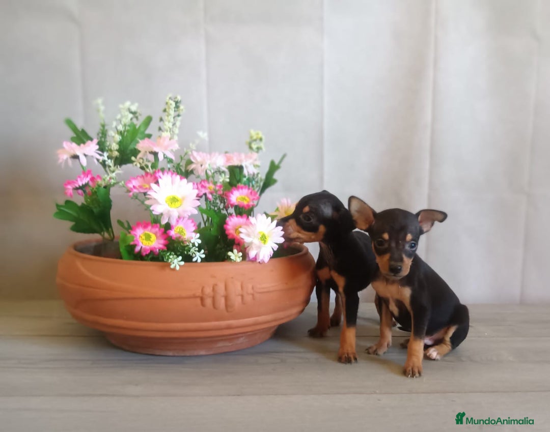 Pinscher Miniatura perros en venta: Pequeñitos cachorritos de Mini Pinscher en Valladolid - Imagen 3