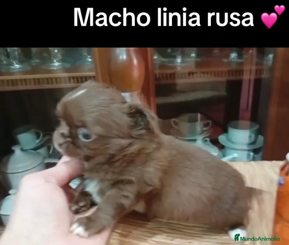 Chihuahua perros Chihuhua macho línea rusa - Anuncio 1