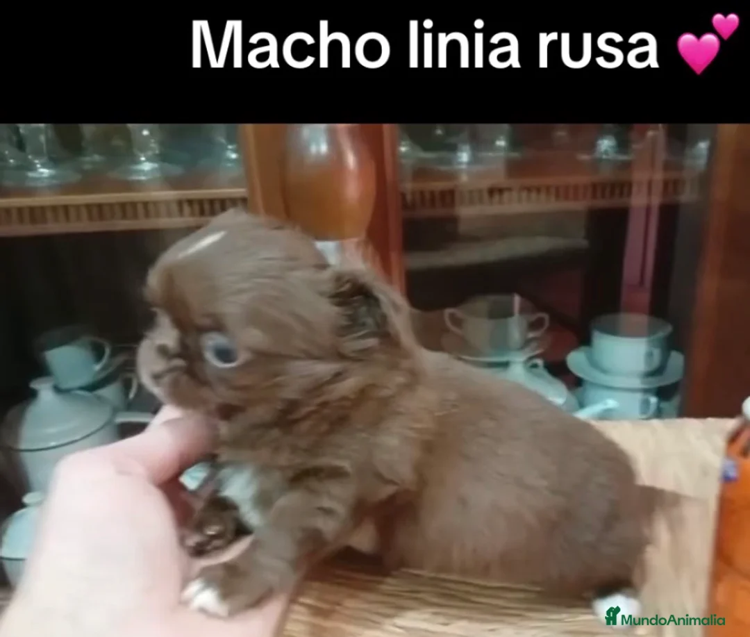 Chihuahua perros en venta: Chihuhua macho línea rusa - Anuncio 1