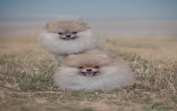 Pomerania perros en venta: Pomerania  - Imagen 1