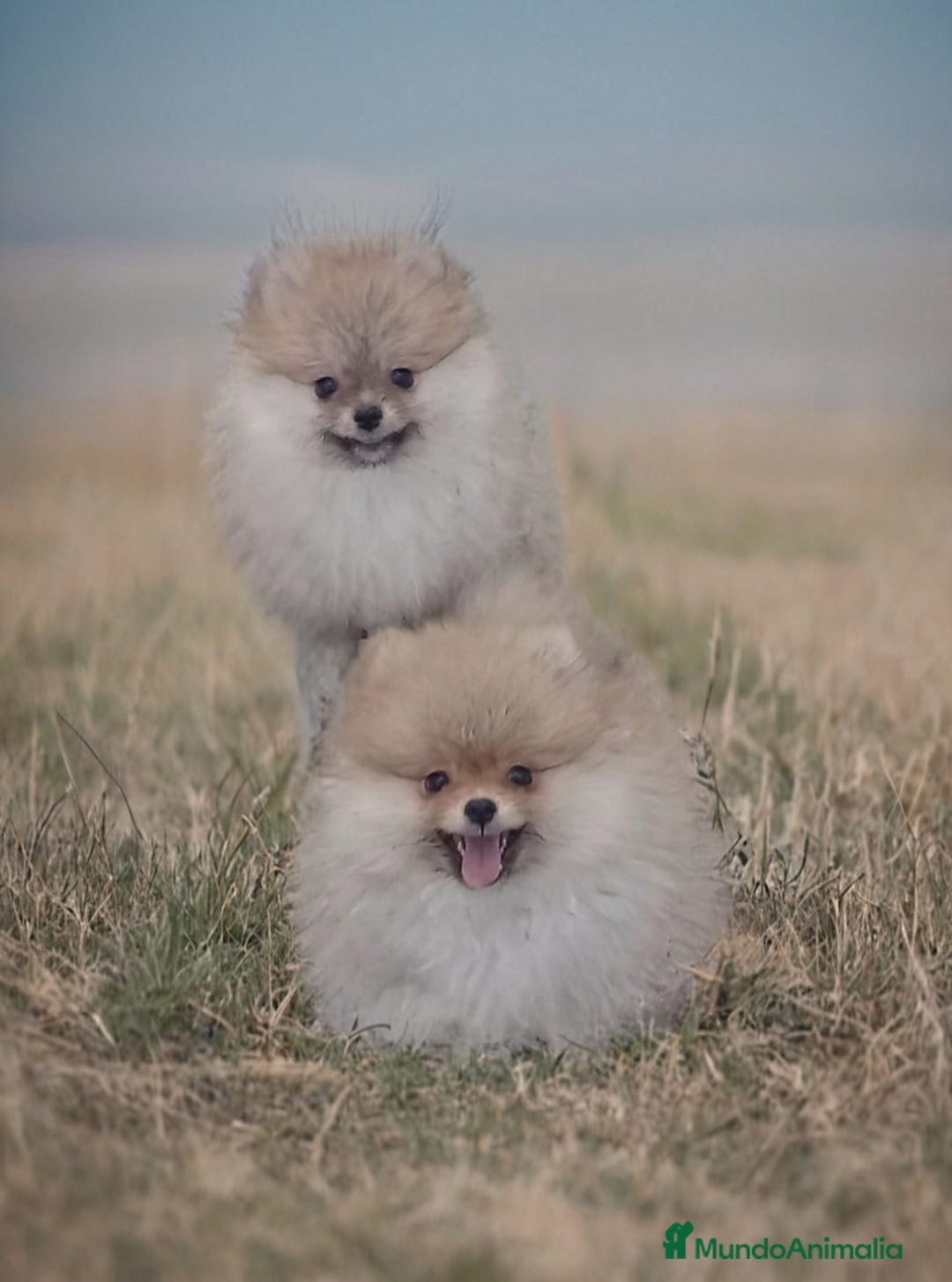 Pomerania perros en venta: Pomerania  - Imagen 1
