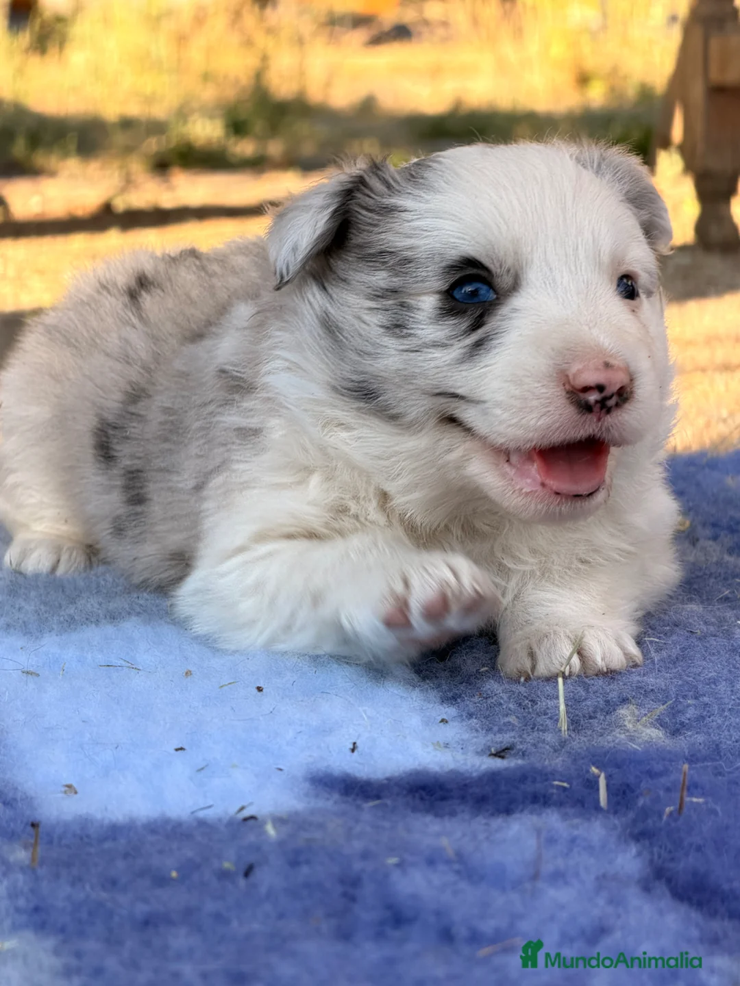 Border Collie perros en venta: Border Collie - Anuncio 2