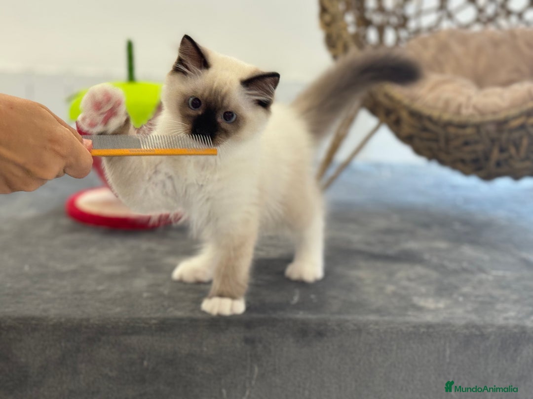 Ragdoll gatos en venta: Camada Ragdoll - Imagen 18