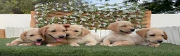 Labrador Retriever perros en venta: LABRADOR RETRIEVER - Anuncio 5