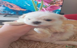 Bichón Maltés perros en venta:  Hermosos bichón maltés  - Imagen 2