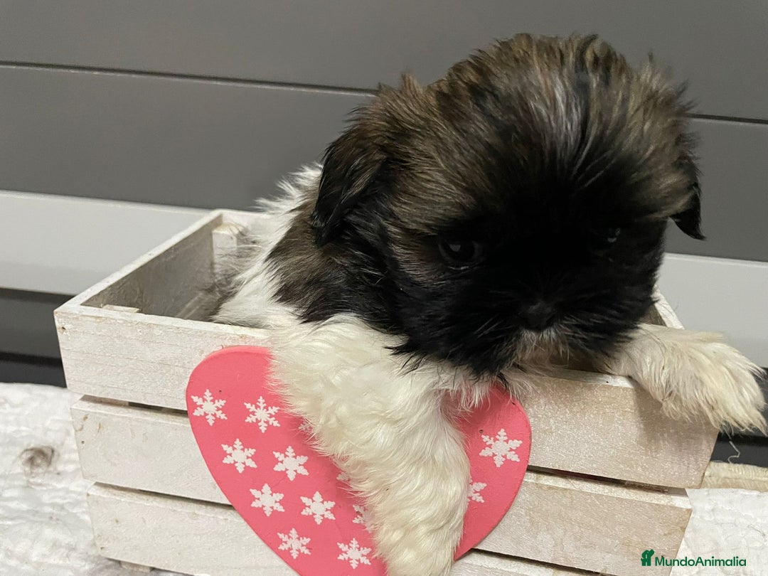 Shih Tzu perros en venta: Shitz tzu - Imagen 9