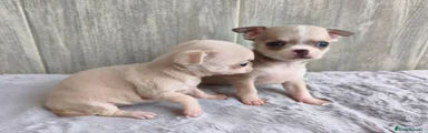 Chihuahua 2