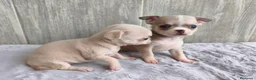 Chihuahua perros en venta: CHIHUAHUA - Anuncio 9