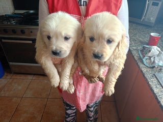 Golden Retriever perros Impresionantes Golden retriever - Anuncio 2