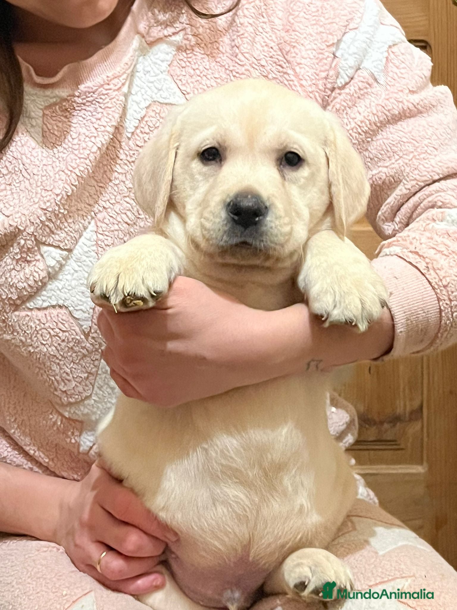 Labrador Retriever perros Camada disponible en color amarillo - Anuncio 1