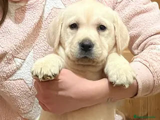 Labrador Retriever perros Camada disponible en color amarillo - Anuncio 1