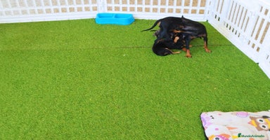 Pinscher Miniatura perros - Propaganda 6