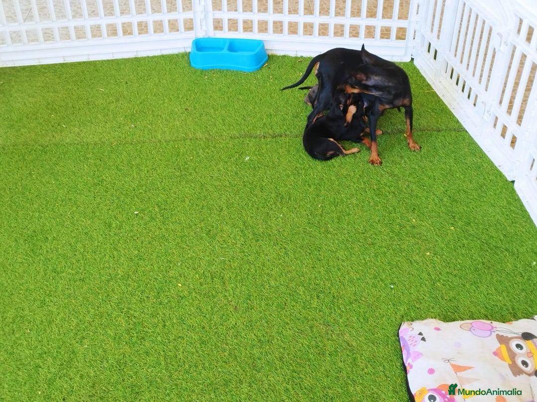Pinscher Miniatura perros en venta: Mini-pinscher  - Imagen 2