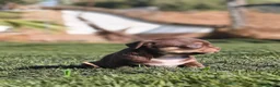 Chihuahua perros en venta: 🐶 CHIHUAHUA TRICOLOR CHOCOLATE  🤎 en Barcelona - Anuncio 10