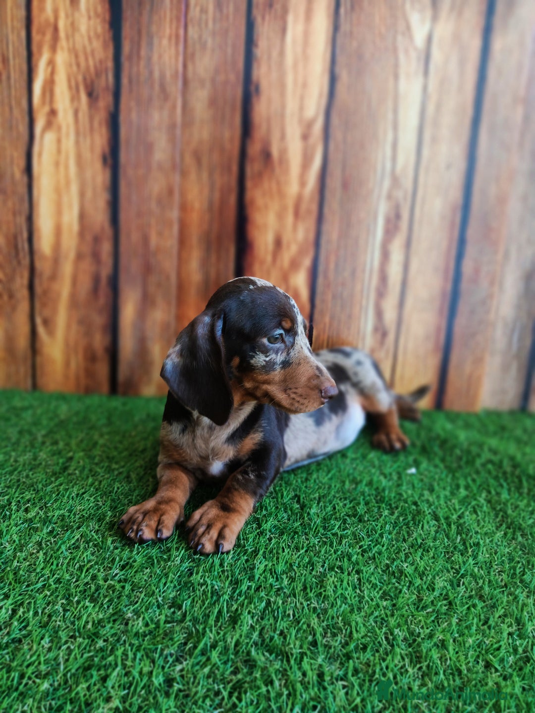 Teckel perros en venta: TECKEL - Imagen 4