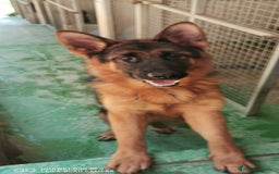 Pastor Alemán perros en venta: Cachorro pastor alemán  en Pontevedra - Imagen 3