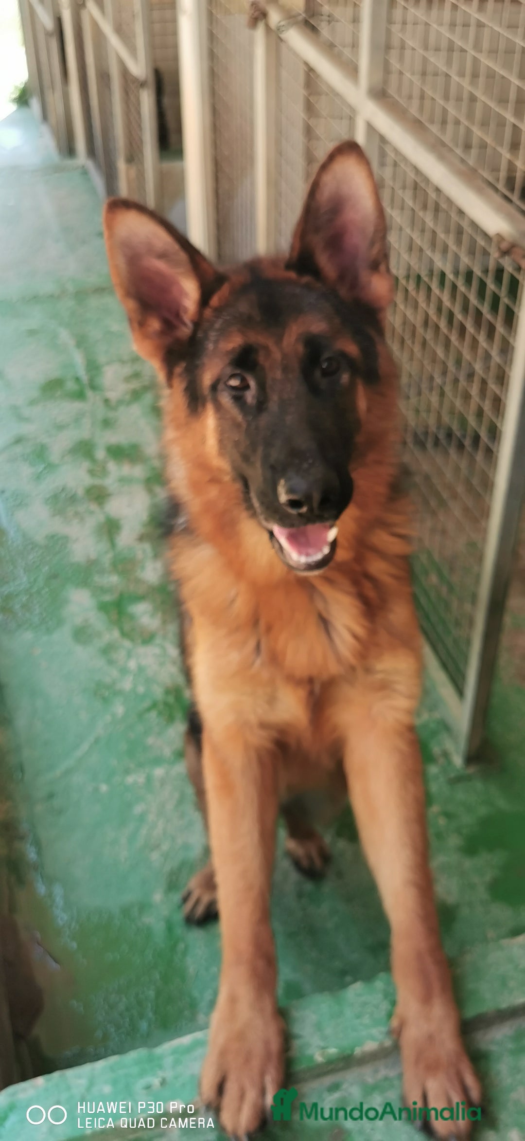 Pastor Alemán perros en venta: Cachorro pastor alemán  en Pontevedra - Imagen 3
