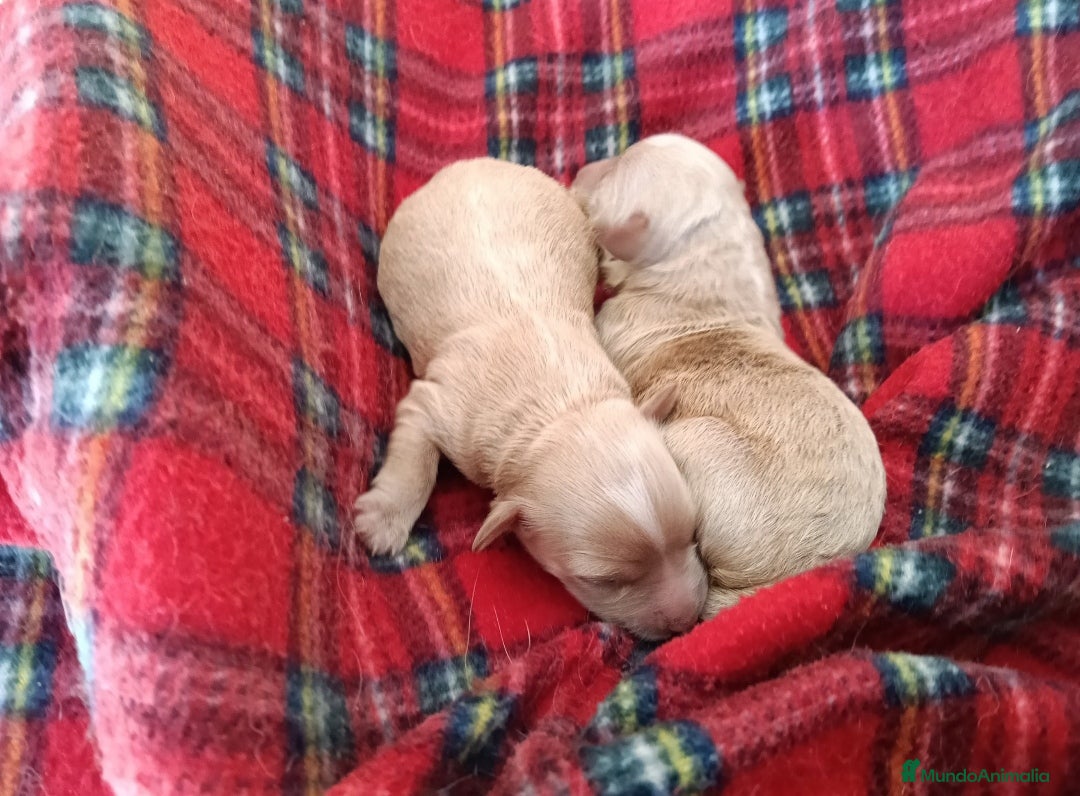 Maltipoo perros en venta: MALTIPOO - Anuncio 1