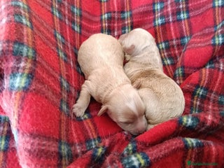 Maltipoo perros MALTIPOO - Anuncio 1