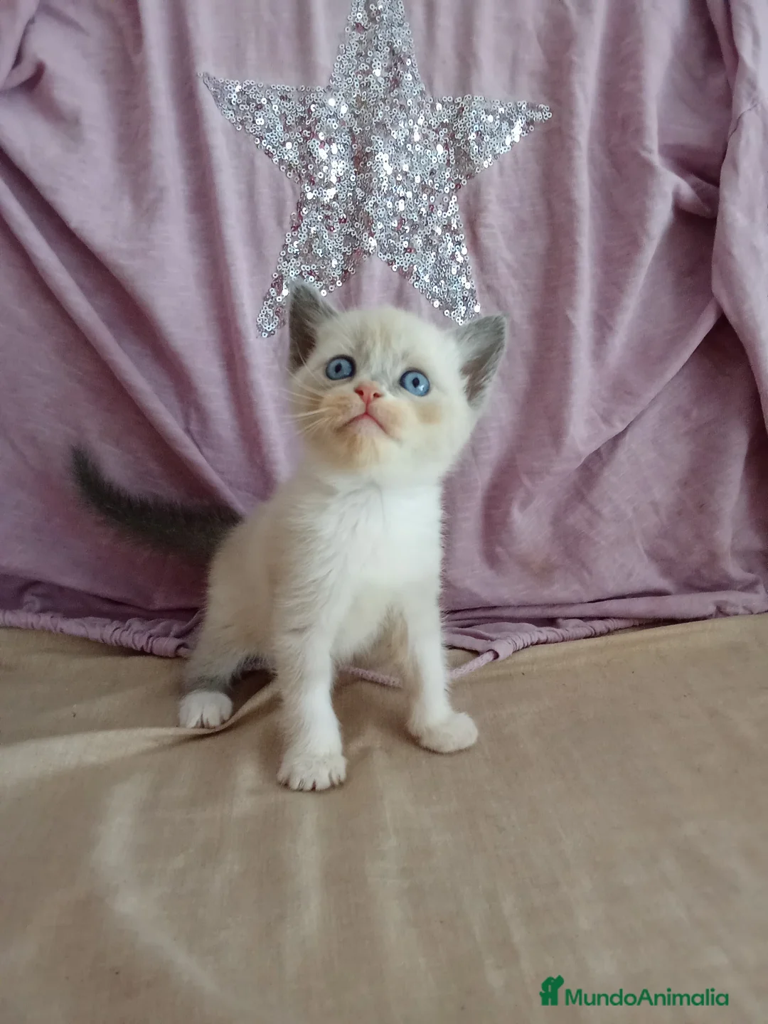 Siamés gatos en venta: SIAMESES POINT Y RED POINT en Madrid - Anuncio 4