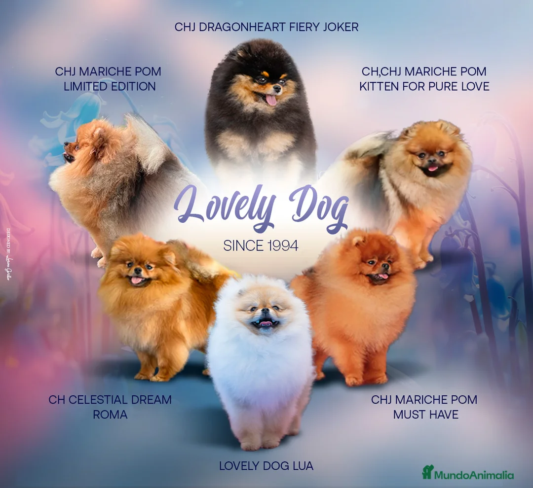 Pomerania perros en venta: Pomeranias toy descendientes de campeones - Anuncio 2