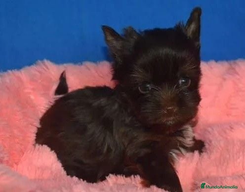 Yorkshire Terrier perros Yorkshire biewer  - Anuncio 6