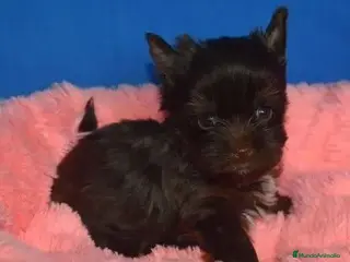 Yorkshire Terrier perros Yorkshire biewer - Anuncio 6