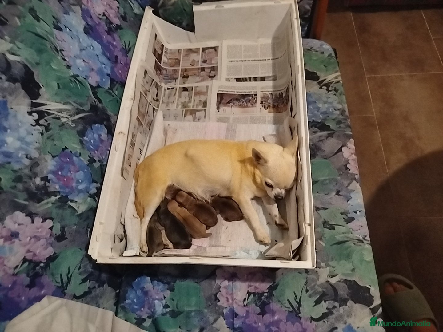 Chihuahua perros Disponible camada de chihuahua toy. - Anuncio 19