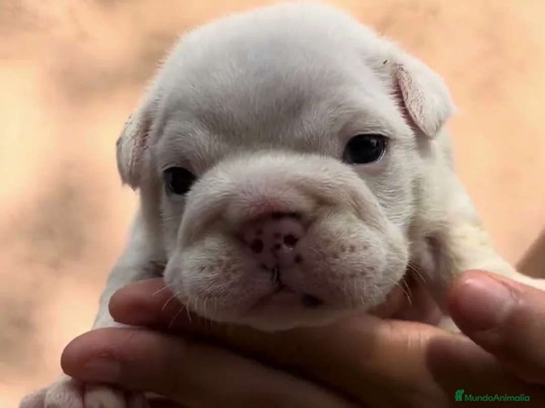 Bulldog Inglés perros en venta: Hembras de bulldog francés  - Anuncio 2