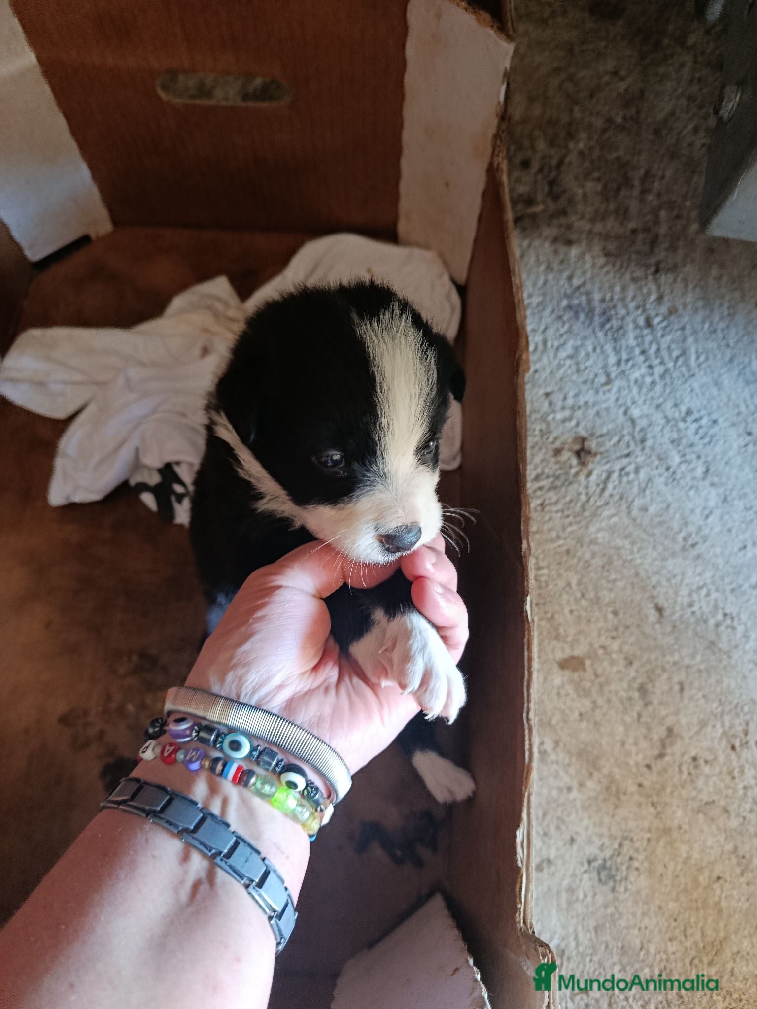 Border Collie perros Border colli henbra - Anuncio 11