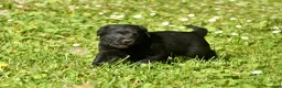 Labrador Retriever perros en venta: Cachorros de Labrador Retriever Negros - Anuncio 30