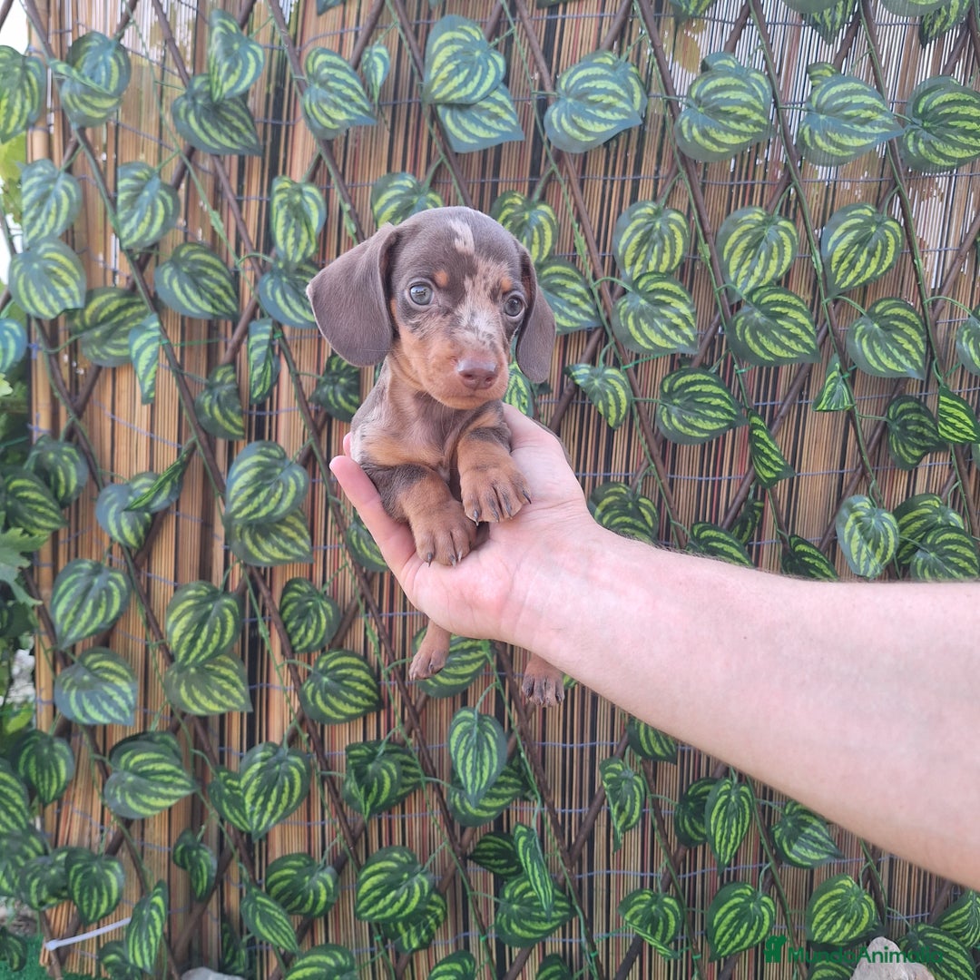 Teckel Miniatura perros en venta: TECKEL KANINCHEN ARLEQUIN  - Imagen 1
