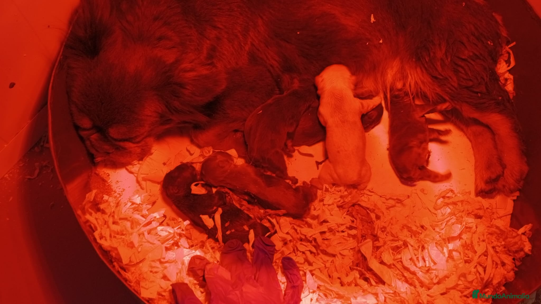 Bulldog Francés perros CAMADA RECIEN NACIDA DE BULLDOG FRANCÉS FLUFFY  - Anuncio 5