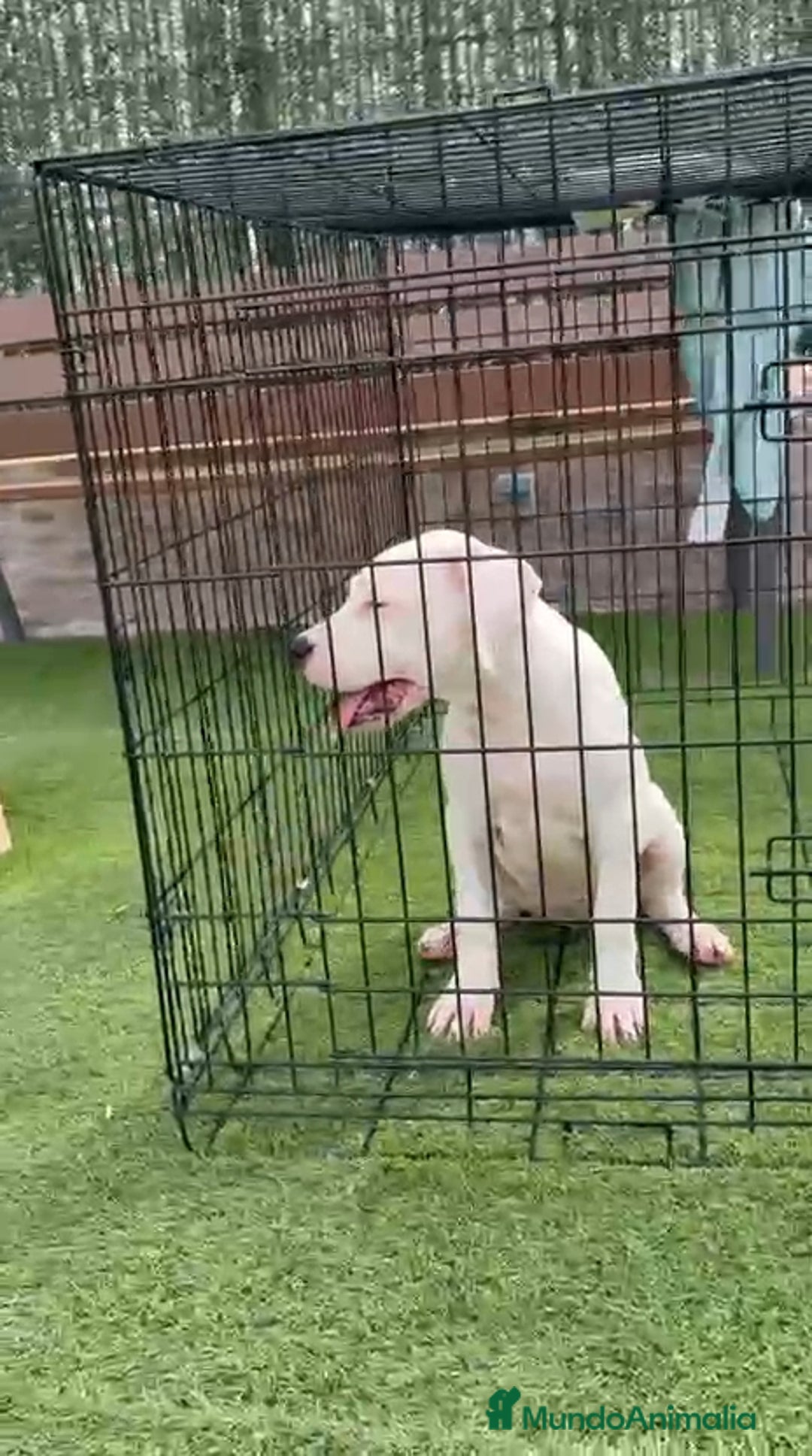 Dogo Argentino perros en venta: Dogo Argentino  - Imagen 3