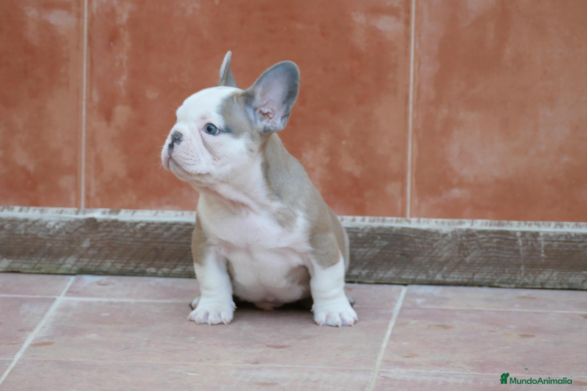 Bulldog Francés perros en venta: Cachorras de Bulldog Frances  - Anuncio 18