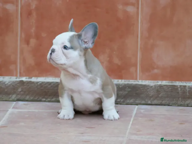 Bulldog Francés perros en venta: Cachorras de Bulldog Frances - Anuncio 18