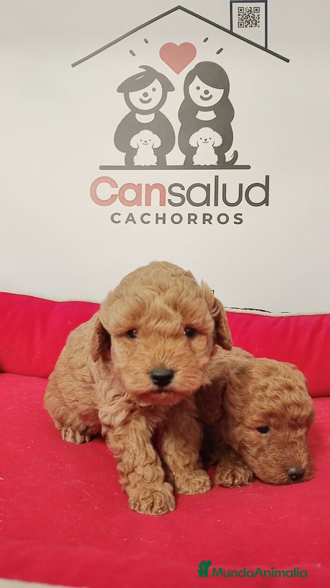 Caniche Enano perros en venta: Caniche - Anuncio 1