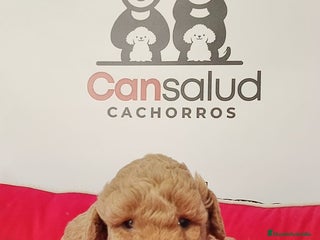 Caniche Enano perros Caniche - Anuncio 1