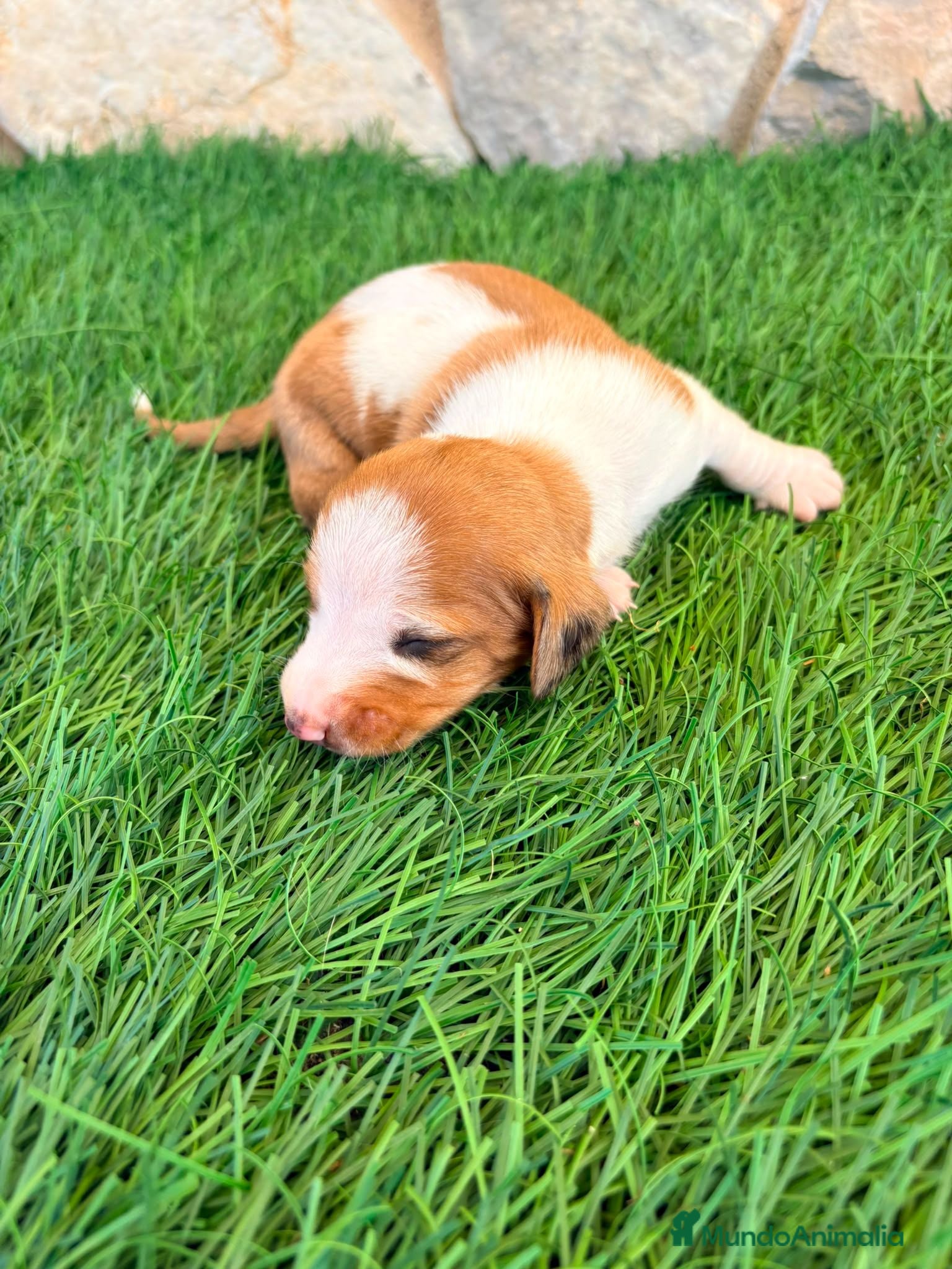 Teckel Miniatura perros Teckel miniatura bicolor  - Anuncio 3