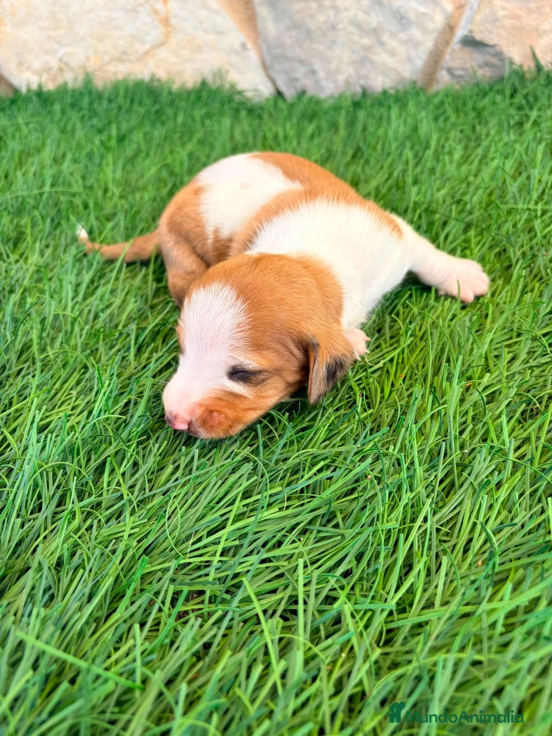 Teckel Miniatura perros en venta: Teckel miniatura bicolor  - Anuncio 1