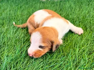 Teckel Miniatura perros Teckel miniatura bicolor - Anuncio 1