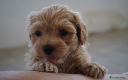 Maltipoo perros en venta: 🐾 LAMBO & SANI, Maltipoo ✨ - Imagen 1