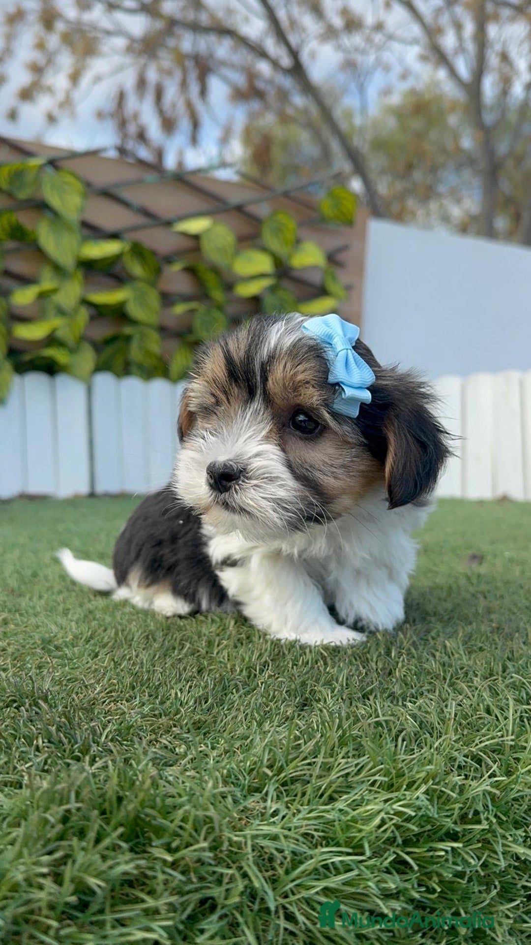 Yorkshire Terrier perros en venta: YORKSHIRE BIEWER - Anuncio 9