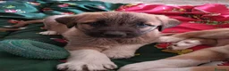 Mastín Español perros en venta: Cachorros de mastin - Anuncio 3