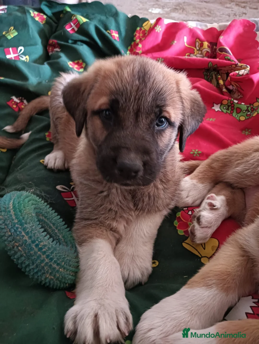 Mastín Español perros en venta: Cachorros de mastin - Anuncio 3