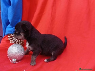 Chihuahua perros PRECIOSA HEMBRA CABEZA MANZANA MINI TOY - Anuncio 1