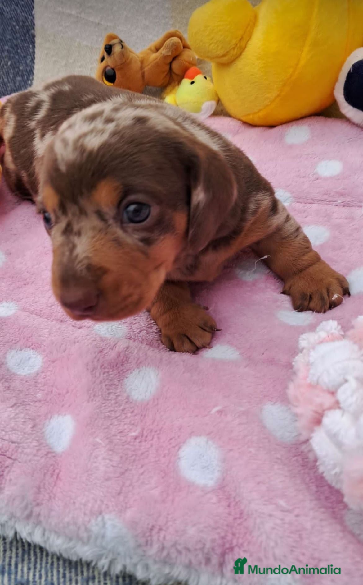 Teckel Miniatura perros Bebés Teckels mini (perro salchicha) - Anuncio 1