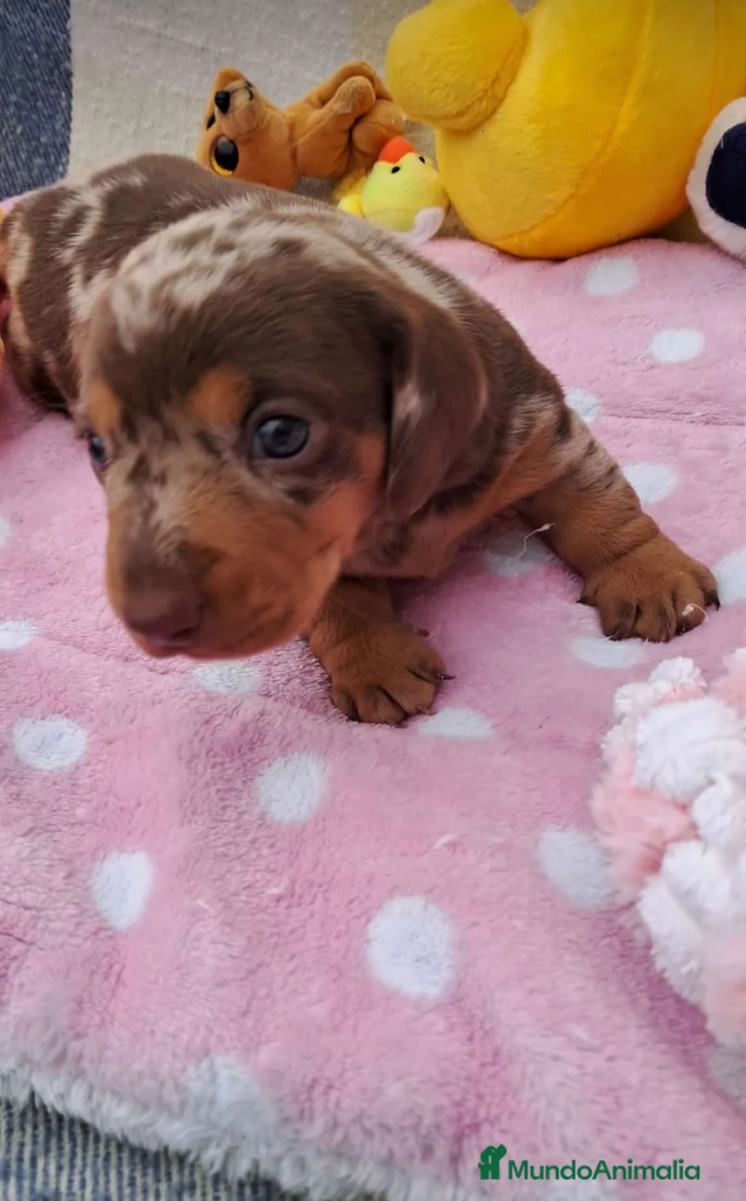 Teckel Miniatura perros en venta: Bebés Teckels mini (perro salchicha) - Anuncio 1