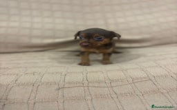 Pinscher Miniatura perros en venta: Pinscher miniatura chocolate  - Imagen 21